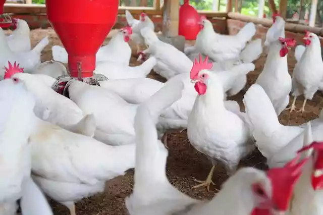 肉鸡养殖户实用技术（肉鸡养殖技术和技巧）-第1张