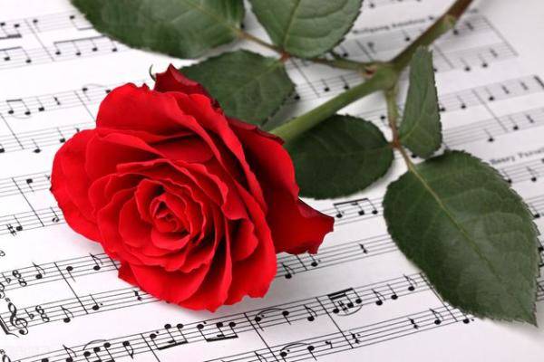 玫瑰玫瑰我爱你背后的爱情故事比歌词更动听（花和玫瑰的爱情故事）-第5张