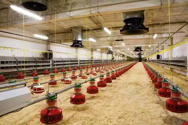 肉鸡养殖户实用技术（肉鸡养殖技术和技巧）-第3张
