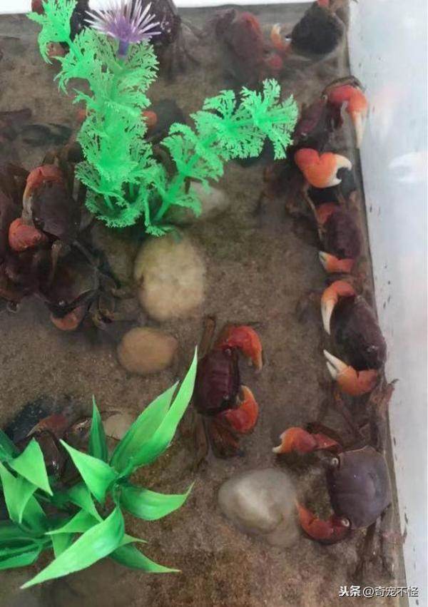 给闺女买的新宠物，宠物小螃蟹怎么养活的时间最长-第5张