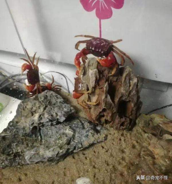给闺女买的新宠物，宠物小螃蟹怎么养活的时间最长-第3张