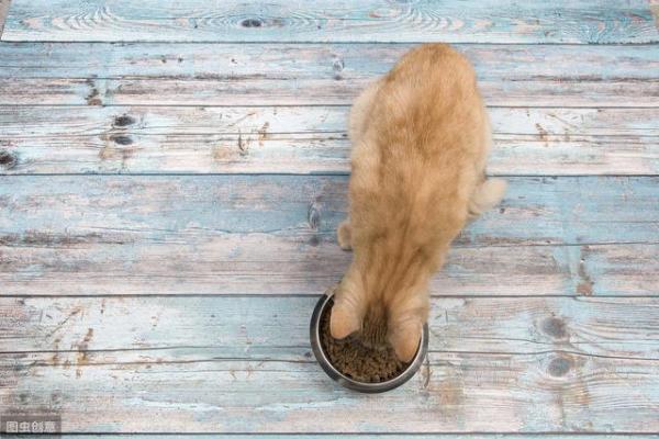 其实猫咪并不能经常吃鸡肝（猫咪维生素b吃多了有什么危害）-第8张