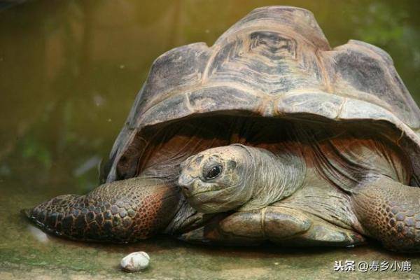 乌龟出冬眠之际，乌龟冬眠前需要喂吃什么-第2张