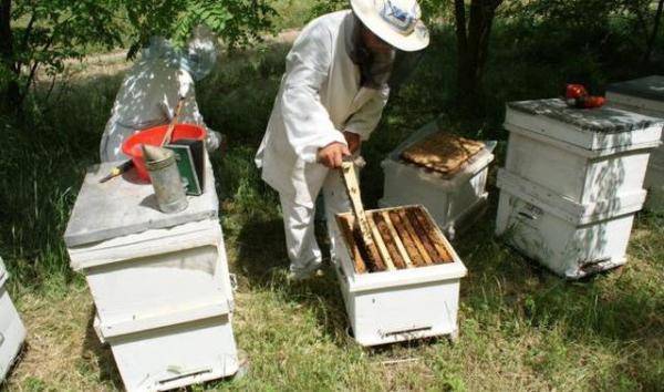 带你一次性了解蜜蜂，蜜蜂一年四季需要的温度-第12张