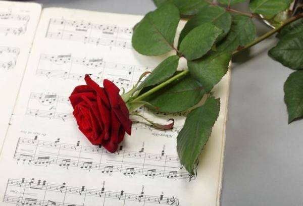 玫瑰玫瑰我爱你背后的爱情故事比歌词更动听（花和玫瑰的爱情故事）-第3张