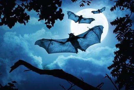 世界上最大的蝙蝠（世界上最大的蝙蝠有多长）-第8张