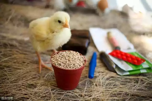 蛋鸡养殖户请注意（养殖户该用什么样的蛋鸡预混料）-第2张