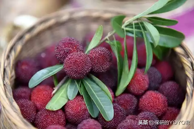 记忆中语文课本里面出现过的美味水果（印象最深刻的水果）-第7张