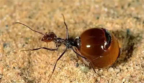 在野外发现蚂蚁身背透明球形物质，蚂蚁到底有什么奇特之处-第1张