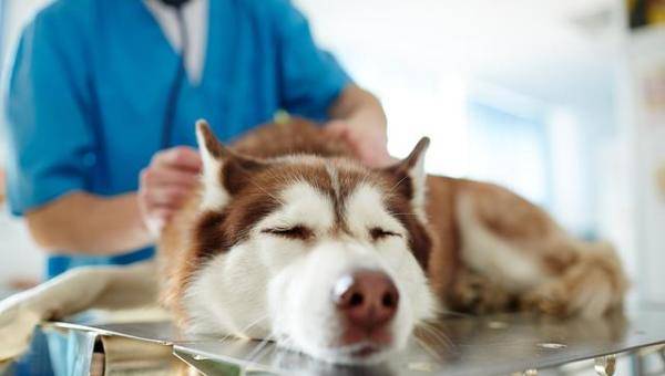 经常听说狗狗因为的肝病而离世，导致狗狗肝脏有问题的原因-第8张
