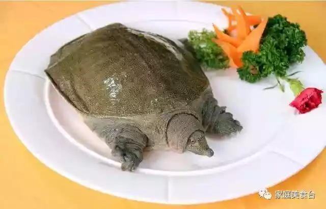 为何人们只吃甲鱼而不吃乌龟（为什么乌龟不敢吃甲鱼）-第2张