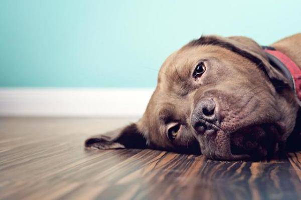 经常听说狗狗因为的肝病而离世，导致狗狗肝脏有问题的原因-第2张