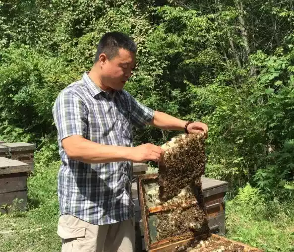 怎么吃蜂蜜才是正确的（我们吃蜂蜜应该吃什么样的蜂蜜）-第3张