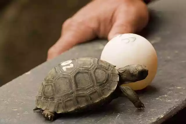 野生乌龟是不孵蛋的（乌龟孵出的蛋可以孵化出小乌龟吗）-第4张