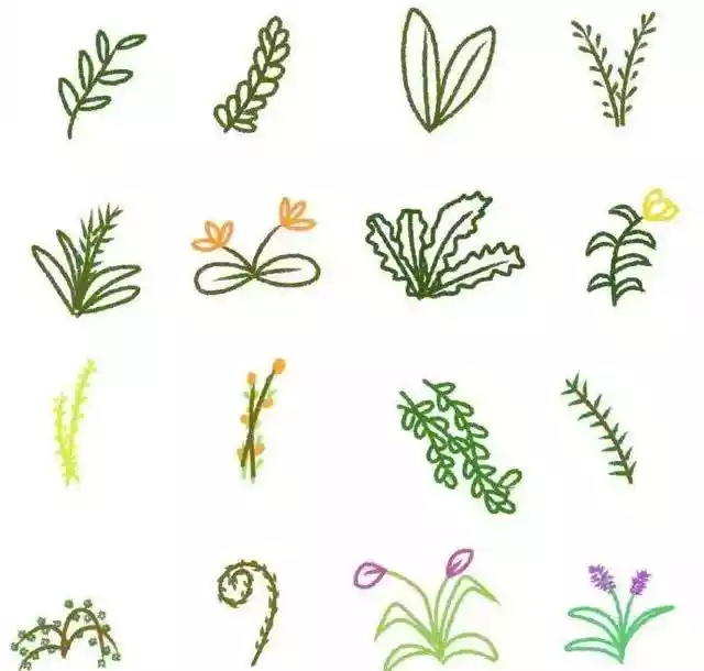 画植物的100种方法（怎样画花草植物简笔画）-第18张