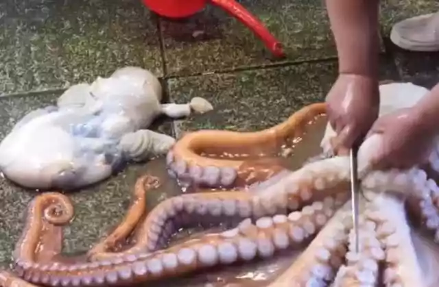 顶级厨师处理巨型大章鱼（世界上最大的章鱼吃法）-第3张