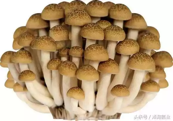 高端的菌菇美食（云南菌菇的做法大全）-第1张