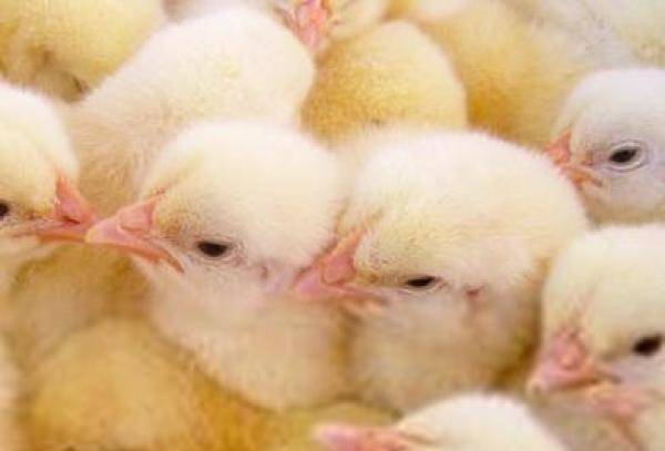 养鸡户需要知道这些，蛋鸡强制换羽最佳的方法是什么-第1张
