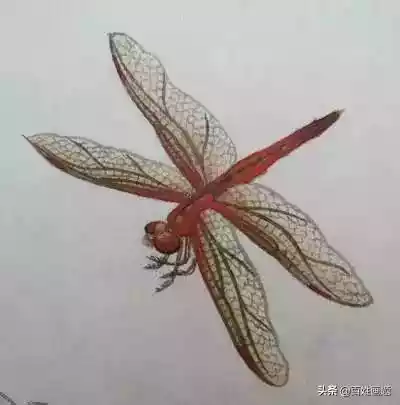 蜻蜓蚱蜢工笔画法（大师写意蜻蜓画法）-第3张