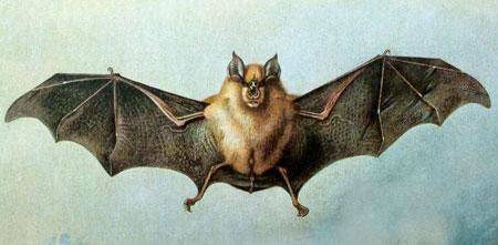 蝙蝠是如何进化来的（蝙蝠的骨骼是从前肢进化来的吗）-第6张