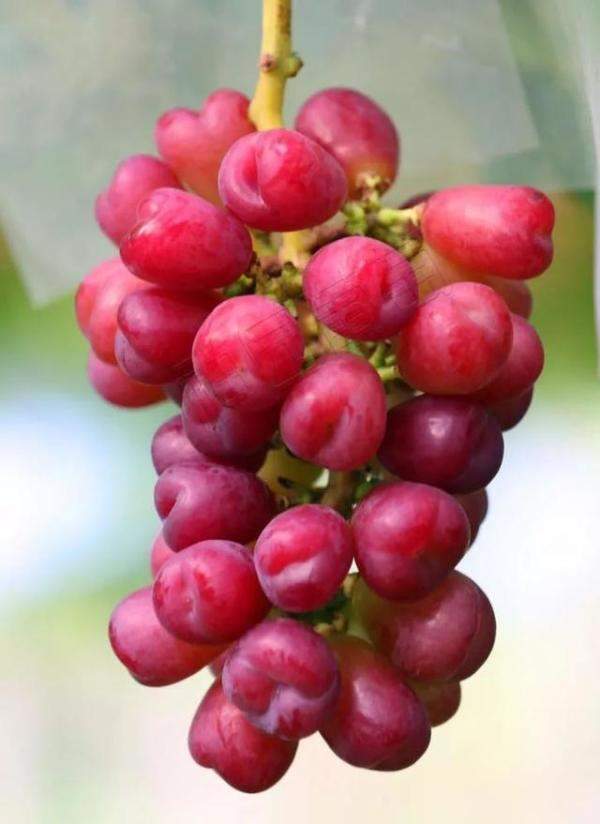 号称我会种最全葡萄品种图鉴，什么品种的葡萄最容易种植-第45张