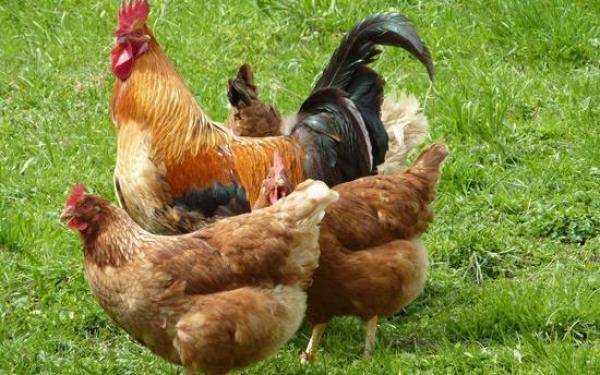 家禽中的宝藏鸡，肉鸡和土鸡营养价值的区别-第2张