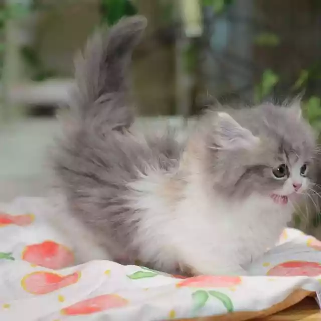 猫中劳斯莱斯:小步舞曲猫（迪士尼的所有猫角色）-第4张