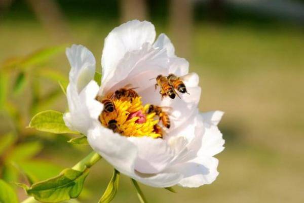 带你一次性了解蜜蜂，蜜蜂一年四季需要的温度-第2张