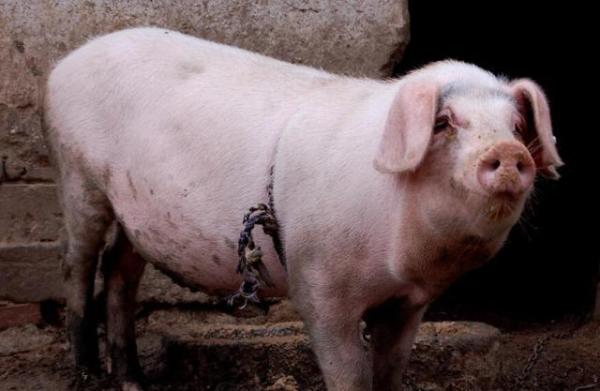 400多头猪她一人养，30斤的猪养到260斤要多少饲料-第1张