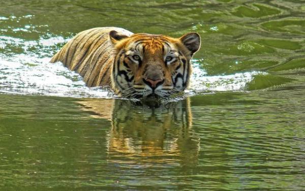 猫科的游泳健将（动物园跟老虎一起长大的猫）-第5张