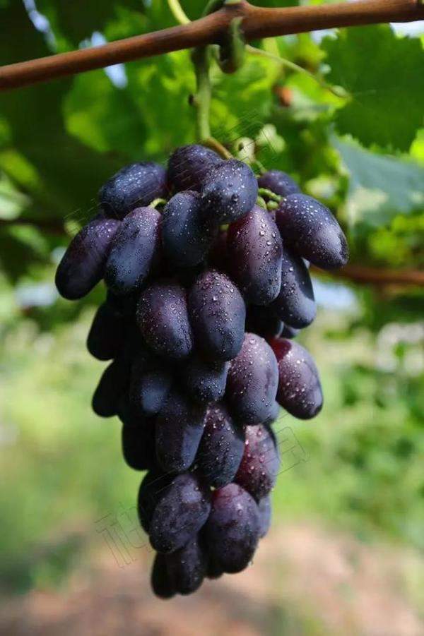 号称我会种最全葡萄品种图鉴，什么品种的葡萄最容易种植-第47张