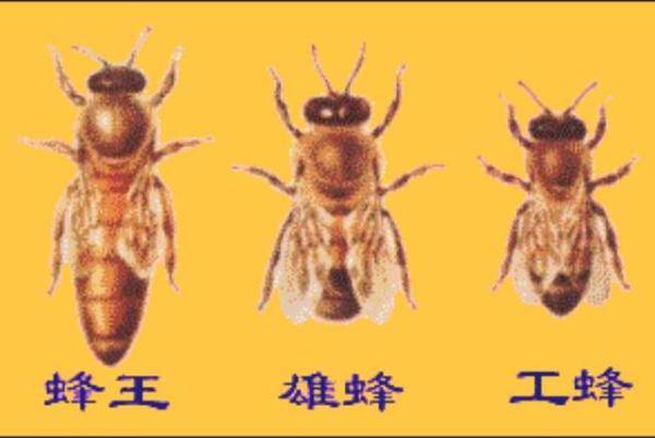 带你一次性了解蜜蜂，蜜蜂一年四季需要的温度-第8张