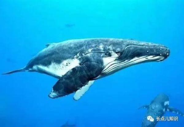 世界上最大的动物，世界上最大的蓝鲸多少米-第4张