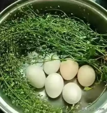 农村俗语三月三，三月三荠菜煮鸡蛋的功效和作用-第4张