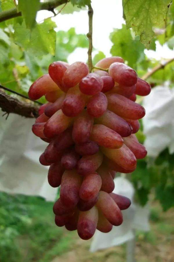 号称我会种最全葡萄品种图鉴，什么品种的葡萄最容易种植-第35张
