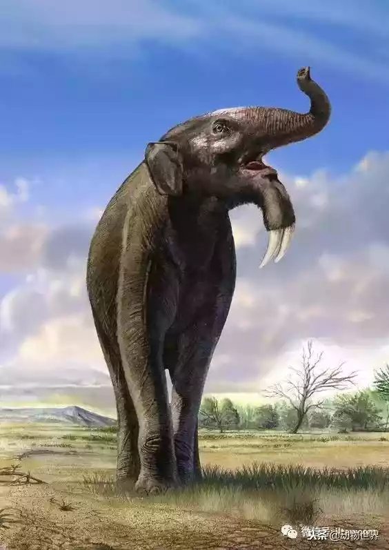 远古巨兽-恐象（最大巨恐象）-第1张
