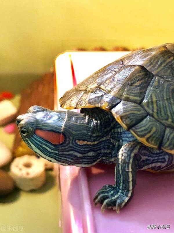 我的小院生活之，可爱巴西龟的大全-第1张