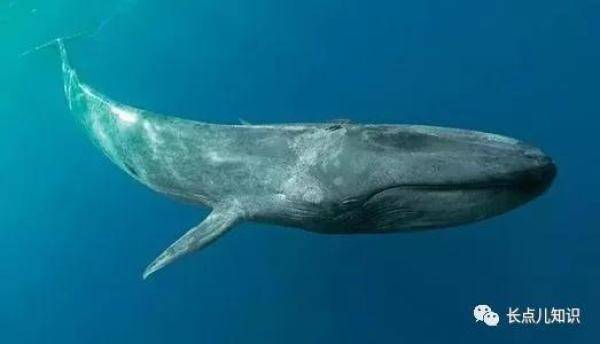 世界上最大的动物，世界上最大的蓝鲸多少米-第3张