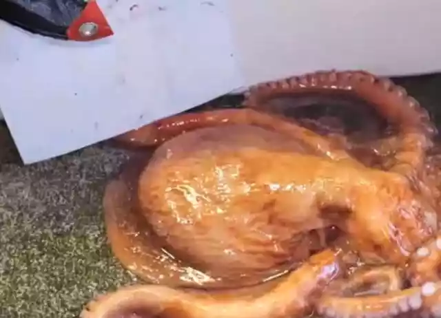 顶级厨师处理巨型大章鱼（世界上最大的章鱼吃法）-第2张