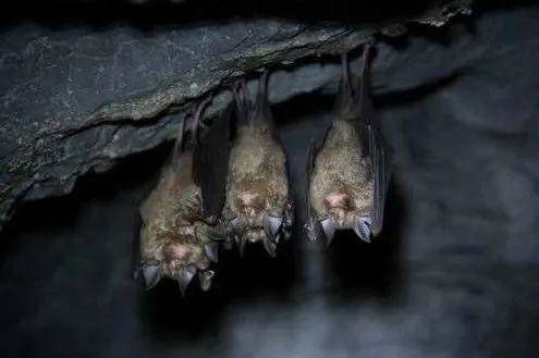 蝙蝠是如何进化来的（蝙蝠的骨骼是从前肢进化来的吗）-第5张