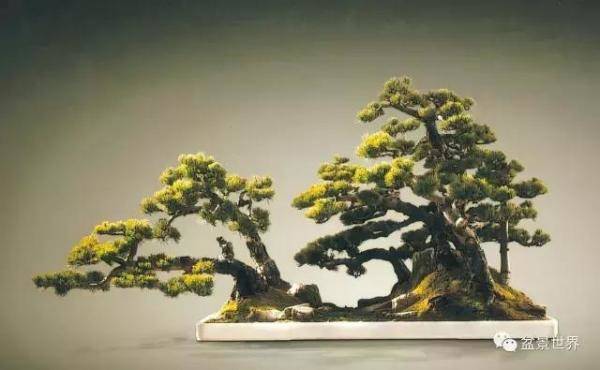 松林野，最美的100盆松树盆景建议收藏-第9张