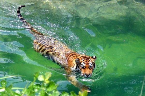 猫科的游泳健将（动物园跟老虎一起长大的猫）-第2张
