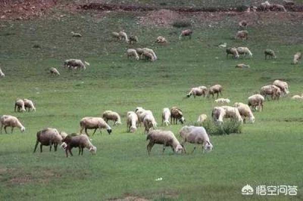内蒙古大草原上的羔羊---内蒙古之行系列美文（内蒙古草原故事）-第4张