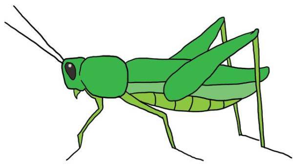 与昆虫有关的短语，表示昆虫的句子-第1张