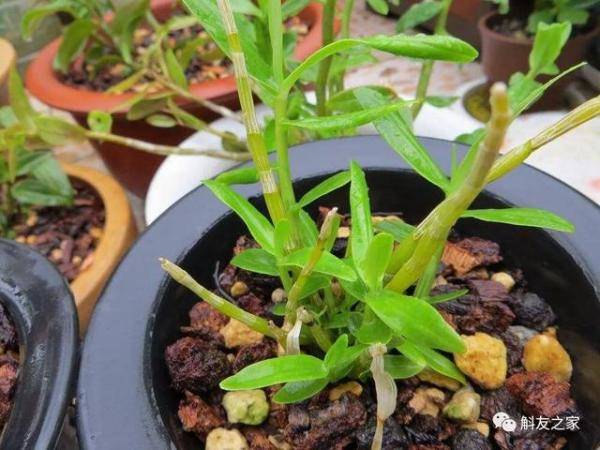 用盆种植石斛兰的7个技巧，石斛兰用几盆合适-第6张