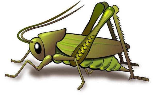 与昆虫有关的短语，表示昆虫的句子-第3张