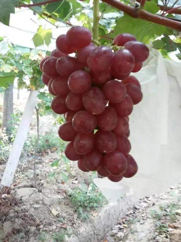 号称我会种最全葡萄品种图鉴，什么品种的葡萄最容易种植-第39张