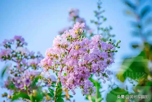 六月美丽绚烂的紫薇花（五颜六色的紫薇花）-第1张