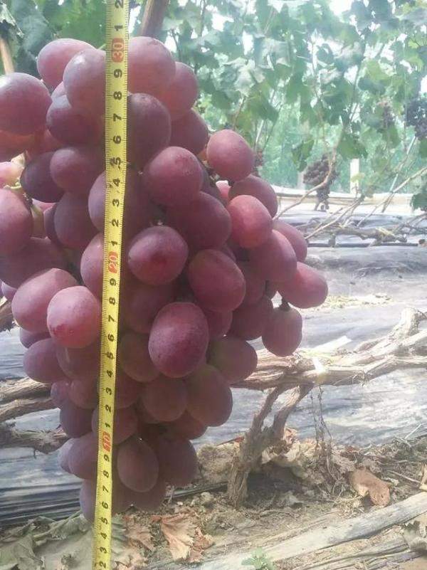 号称我会种最全葡萄品种图鉴，什么品种的葡萄最容易种植-第41张