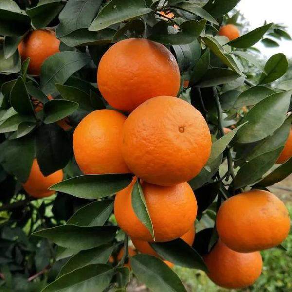 橘子和沃柑都开始面市了，什么季节的沃柑最好吃-第4张